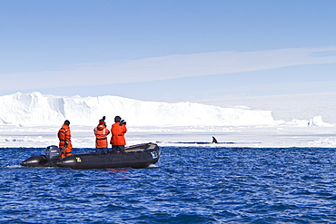 A small pod of 8 Type B killer whales (Orcinus nanus) in pack ice near Snow Hill Island Island, Weddell Sea, Antarctica, Southern Ocean