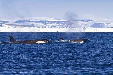 A small pod of 8 Type B killer whales (Orcinus nanus) in pack ice near Snow Hill Island Island, Weddell Sea, Antarctica, Southern Ocean