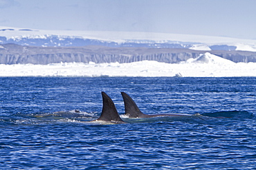 A small pod of 8 Type B killer whales (Orcinus nanus) in pack ice near Snow Hill Island Island, Weddell Sea, Antarctica, Southern Ocean