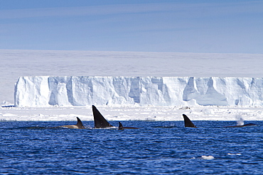 A small pod of 8 Type B killer whales (Orcinus nanus) in pack ice near Snow Hill Island Island, Weddell Sea, Antarctica, Southern Ocean