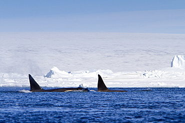 A small pod of 8 Type B killer whales (Orcinus nanus) in pack ice near Snow Hill Island Island, Weddell Sea, Antarctica, Southern Ocean