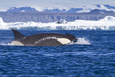 A small pod of 8 Type B killer whales (Orcinus nanus) in pack ice near Snow Hill Island Island, Weddell Sea, Antarctica, Southern Ocean