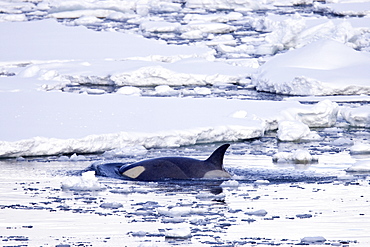 A small pod of 6 to 8 Type B killer whales (Orcinus nanus) in dense first year sea ice south of the Antarctic Circle near Adelaide Island, Gullet, Antarctica, Southern Ocean