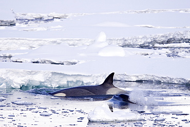 A small pod of 6 to 8 Type B killer whales (Orcinus nanus) in dense first year sea ice south of the Antarctic Circle near Adelaide Island, Gullet, Antarctica, Southern Ocean