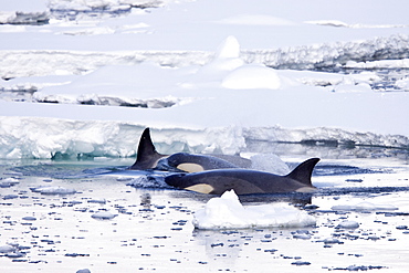 A small pod of 6 to 8 Type B killer whales (Orcinus nanus) in dense first year sea ice south of the Antarctic Circle near Adelaide Island, Antarctica, Southern Ocean.