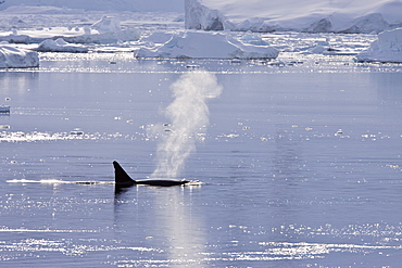 A small pod of 6 to 8 Type B killer whales (Orcinus nanus) in dense first year sea ice south of the Antarctic Circle near Adelaide Island, Gullet, Antarctica, Southern Ocean