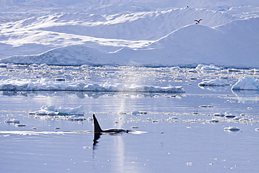 A small pod of 6 to 8 Type B killer whales (Orcinus nanus) in dense first year sea ice south of the Antarctic Circle near Adelaide Island, Gullet, Antarctica, Southern Ocean