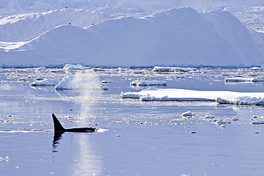 A small pod of 6 to 8 Type B killer whales (Orcinus nanus) in dense first year sea ice south of the Antarctic Circle near Adelaide Island, Gullet, Antarctica, Southern Ocean