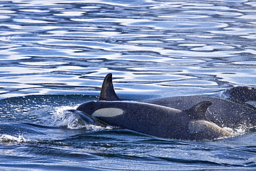 A large pod of 25 to 45 Type B killer whales (Orcinus nanus) in Paradise Bay, Antarctica, Southern Ocean