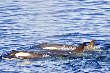 A large pod of 25 to 45 Type B killer whales (Orcinus nanus) in Paradise Bay, Antarctica, Southern Ocean