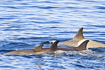 A large pod of 25 to 45 Type B killer whales (Orcinus nanus) in Paradise Bay, Antarctica, Southern Ocean