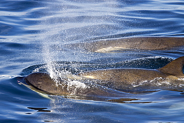 A large pod of 25 to 45 Type B killer whales (Orcinus nanus) in Paradise Bay, Antarctica, Southern Ocean