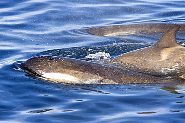 A large pod of 25 to 45 Type B killer whales (Orcinus nanus) in Paradise Bay, Antarctica, Southern Ocean