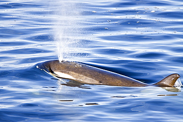 A large pod of 25 to 45 Type B killer whales (Orcinus nanus) in Paradise Bay, Antarctica, Southern Ocean