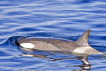 A large pod of 25 to 45 Type B killer whales (Orcinus nanus) in Paradise Bay, Antarctica, Southern Ocean