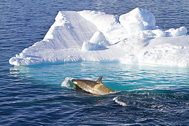 A large pod of 25 to 45 Type B killer whales (Orcinus nanus) in Paradise Bay, Antarctica, Southern Ocean