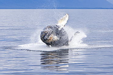 Humpback whale calf (Megaptera novaeangliae) breaching in south Frederick Sound, Southeast Alaska, USA. Pacific Ocean. Note the high number of barnacles on this calf's head and rostrum.