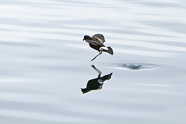 Wilson's storm-petrel (Oceanites oceanicus) daintily feeding in the calm waters of Neko Harbour on the Antarctic Peninsula