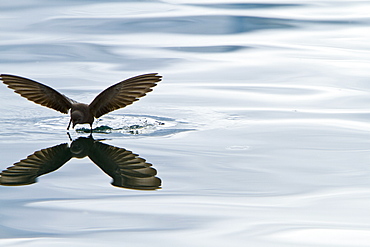 Wilson's storm-petrel (Oceanites oceanicus) daintily feeding in the calm waters of Neko Harbour on the Antarctic Peninsula