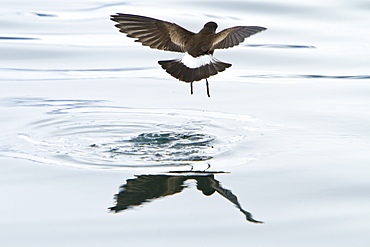 Wilson's storm-petrel (Oceanites oceanicus) daintily feeding in the calm waters of Neko Harbour on the Antarctic Peninsula