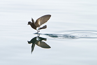 Wilson's storm-petrel (Oceanites oceanicus) daintily feeding in the calm waters of Neko Harbour on the Antarctic Peninsula