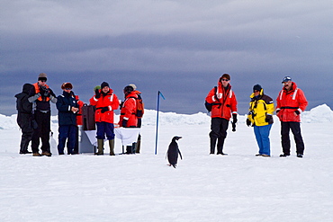 Adelie penguin (Pygoscelis adeliae) near the Antarctic Peninsula, Antarctica. 