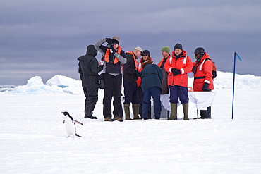 Adelie penguin (Pygoscelis adeliae) near the Antarctic Peninsula, Antarctica.