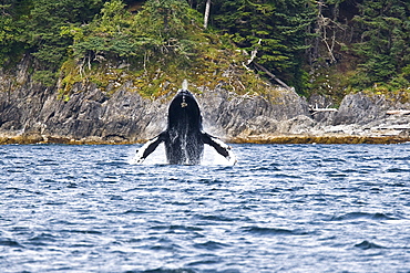 Adult humpback whale (Megaptera novaeangliae) breaching and head-lunging along the eastern shore of Chichagof Island in Southeastern Alaska, USA