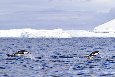 Adelie penguin (Pygoscelis adeliae) porpoising for speed near the Antarctic Peninsula, Antarctica. 