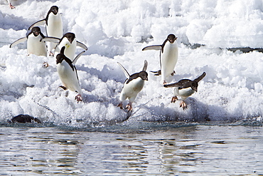 Adelie penguin (Pygoscelis adeliae) near the Antarctic Peninsula, Antarctica.