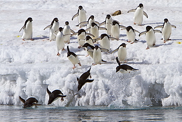 Adelie penguin (Pygoscelis adeliae) near the Antarctic Peninsula, Antarctica.