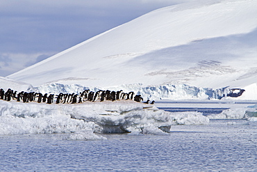 Adelie penguin (Pygoscelis adeliae) near the Antarctic Peninsula, Antarctica. 