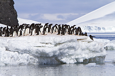 Adelie penguin (Pygoscelis adeliae) near the Antarctic Peninsula, Antarctica. 