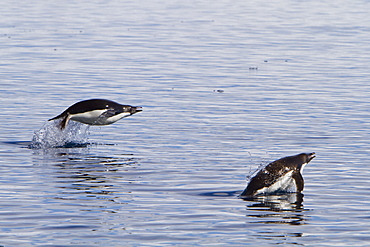 Adelie penguin (Pygoscelis adeliae) porpoising for speed near the Antarctic Peninsula, Antarctica. 