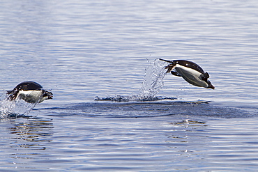 Adelie penguin (Pygoscelis adeliae) porpoising for speed near the Antarctic Peninsula, Antarctica. 