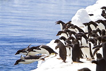 Adelie penguin (Pygoscelis adeliae) near the Antarctic Peninsula, Antarctica. 