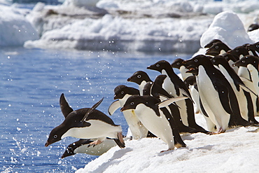 Adelie penguin (Pygoscelis adeliae) near the Antarctic Peninsula, Antarctica.