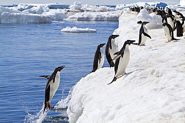 Adelie penguin (Pygoscelis adeliae) near the Antarctic Peninsula, Antarctica. 