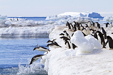 Adelie penguin (Pygoscelis adeliae) near the Antarctic Peninsula, Antarctica. 