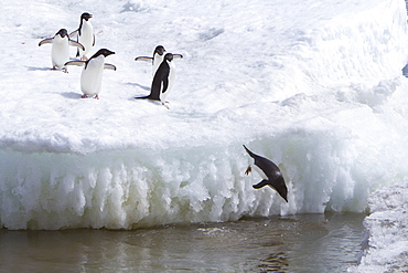 Adelie penguin (Pygoscelis adeliae) near the Antarctic Peninsula, Antarctica. 