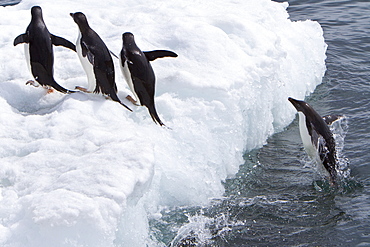 Adelie penguin (Pygoscelis adeliae) near the Antarctic Peninsula, Antarctica.