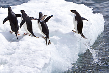 Adelie penguin (Pygoscelis adeliae) near the Antarctic Peninsula, Antarctica. 