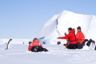 Adelie penguin (Pygoscelis adeliae) near the Antarctic Peninsula, Antarctica. 