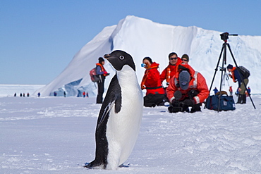 Adelie penguin (Pygoscelis adeliae) near the Antarctic Peninsula, Antarctica. 