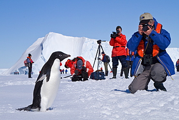 Adelie penguin (Pygoscelis adeliae) near the Antarctic Peninsula, Antarctica.