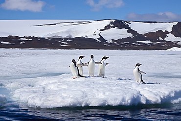 Adelie penguin (Pygoscelis adeliae) near the Antarctic Peninsula, Antarctica. 