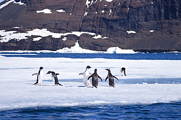 Adelie penguin (Pygoscelis adeliae) near the Antarctic Peninsula, Antarctica. 