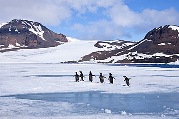 Adelie penguin (Pygoscelis adeliae) near the Antarctic Peninsula, Antarctica. 