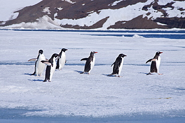 Adelie penguin (Pygoscelis adeliae) near the Antarctic Peninsula, Antarctica. 