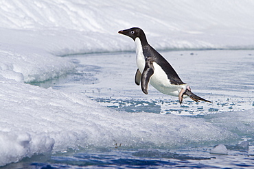 Adelie penguin (Pygoscelis adeliae) near the Antarctic Peninsula, Antarctica.